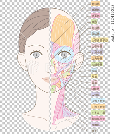 顔と首回りの筋肉 美容用タッチ 名称入り(チークなし) 顔と首回りの筋肉 美容用タッチ 名称入り(チークなし) 112419018