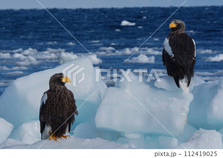 オオワシ 112419025