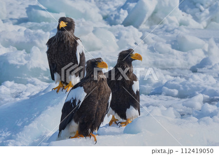 オオワシ 112419050