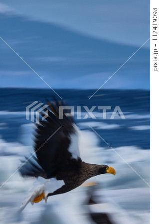 オオワシ オオワシ 112419098