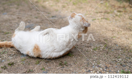 寝ころがる猫 茶白猫 寝ころがる猫 茶白猫 112419112