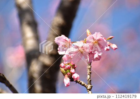 早咲きの濃いピンクの修善寺寒桜 早咲きの濃いピンクの修善寺寒桜 112419179