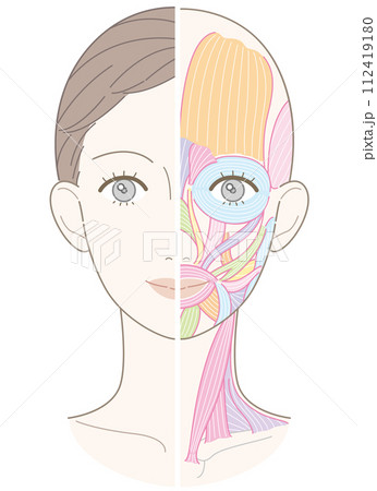 顔と首回りの筋肉 美容用タッチ 名称なし チークなし 顔と首回りの筋肉 美容用タッチ 名称なし チークなし 112419180