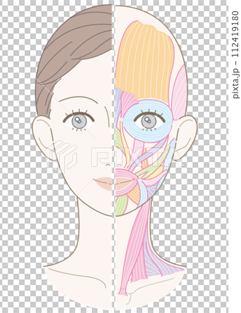 Face and neck muscles Beauty touch No name No cheek 112419180