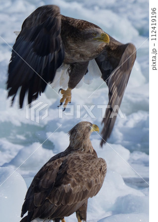 オジロワシ 112419196