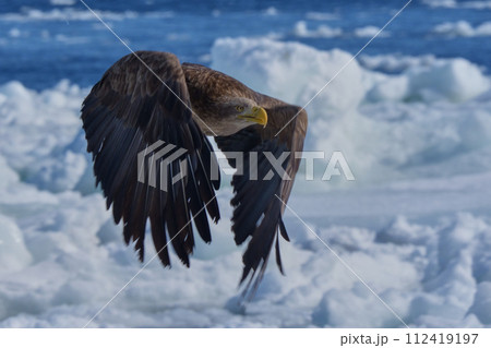 オジロワシ 112419197