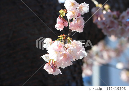 咲き始めた安行寒桜 112419308