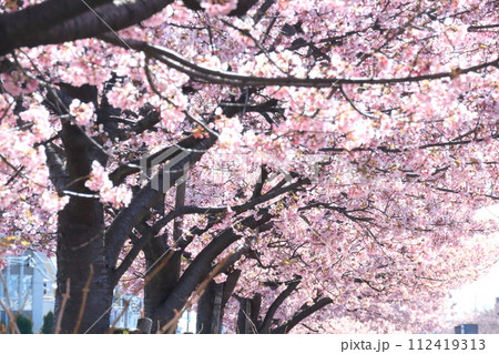 河津桜の咲く風景 112419313