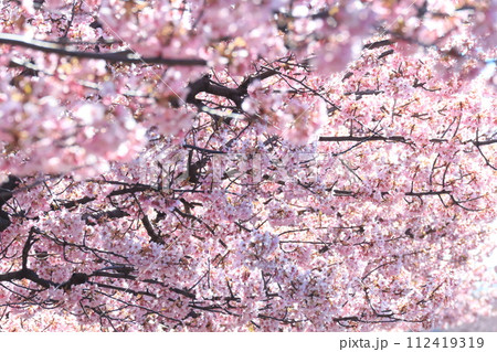 満開になった河津桜の花 112419319