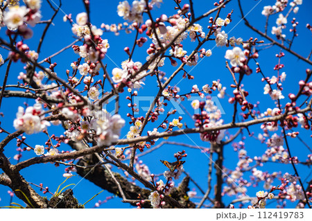 【京都風景】北野界隈 春を待つ梅の花の可憐な姿 【京都風景】北野界隈 春を待つ梅の花の可憐な姿 112419783