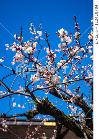 【京都風景】北野界隈　春を待つ梅の花の可憐な姿 112419784