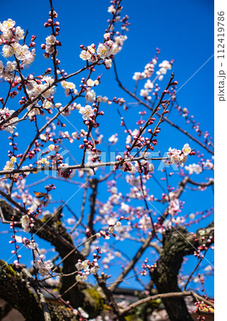 【京都風景】北野界隈　春を待つ梅の花の可憐な姿 112419786