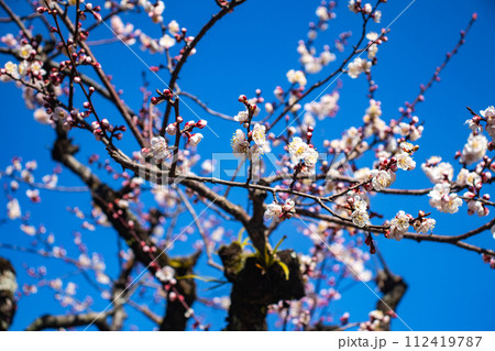 【京都風景】北野界隈 春を待つ梅の花の可憐な姿 【京都風景】北野界隈 春を待つ梅の花の可憐な姿 112419787