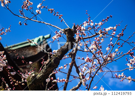【京都風景】北野界隈　春を待つ梅の花の可憐な姿 112419793