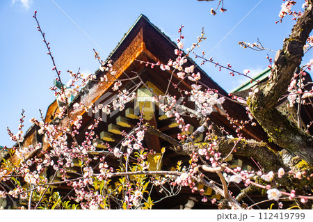 【京都風景】北野界隈 春を待つ梅の花の可憐な姿 【京都風景】北野界隈 春を待つ梅の花の可憐な姿 112419799