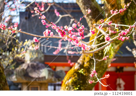【京都風景】北野界隈 春を待つ梅の花の可憐な姿 【京都風景】北野界隈 春を待つ梅の花の可憐な姿 112419801