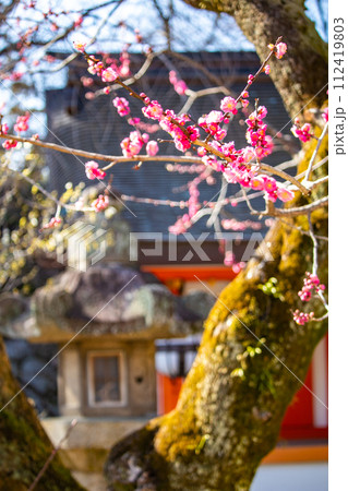 【京都風景】北野界隈　春を待つ梅の花の可憐な姿 112419803