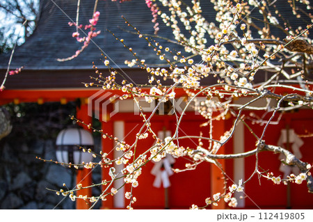 【京都風景】北野界隈　春を待つ梅の花の可憐な姿 112419805