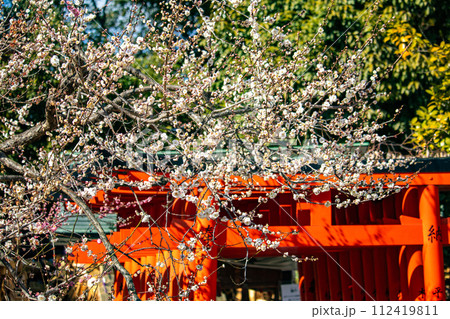 【京都風景】北野界隈　春を待つ梅の花の可憐な姿 112419811
