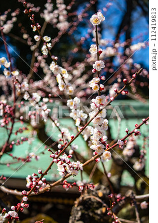 【京都風景】北野界隈　春を待つ梅の花の可憐な姿 112419813