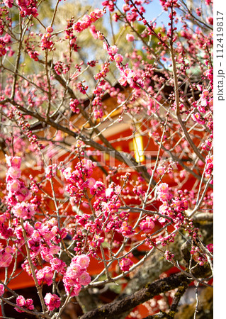【京都風景】北野界隈　春を待つ梅の花の可憐な姿 112419817
