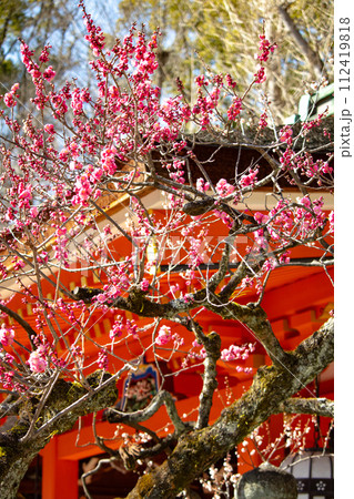 【京都風景】北野界隈　春を待つ梅の花の可憐な姿 112419818