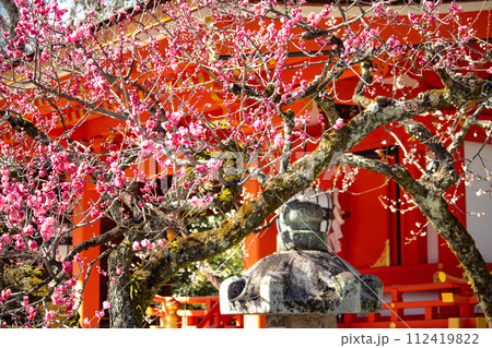 【京都風景】北野界隈 春を待つ梅の花の可憐な姿 【京都風景】北野界隈 春を待つ梅の花の可憐な姿 112419822