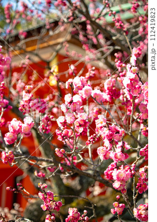 【京都風景】北野界隈　春を待つ梅の花の可憐な姿 112419823