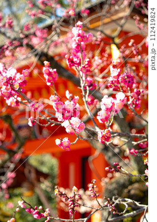 【京都風景】北野界隈 春を待つ梅の花の可憐な姿 【京都風景】北野界隈 春を待つ梅の花の可憐な姿 112419824