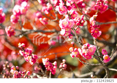 【京都風景】北野界隈 春を待つ梅の花の可憐な姿 【京都風景】北野界隈 春を待つ梅の花の可憐な姿 112419825