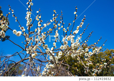 【京都風景】北野界隈　春を待つ梅の花の可憐な姿 112419832