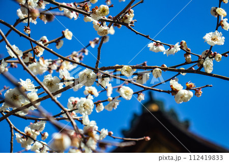 【京都風景】北野界隈 春を待つ梅の花の可憐な姿 【京都風景】北野界隈 春を待つ梅の花の可憐な姿 112419833