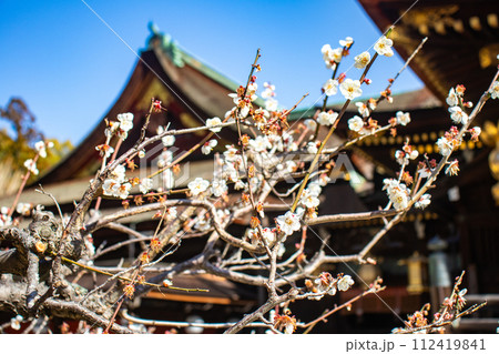 【京都風景】北野界隈　春を待つ梅の花の可憐な姿 112419841