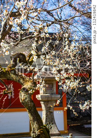 【京都風景】北野界隈　春を待つ梅の花の可憐な姿 112419842