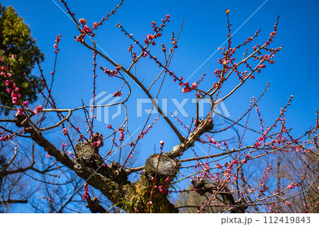 【京都風景】北野界隈　春を待つ梅の花の可憐な姿 112419843