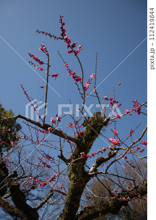 【京都風景】北野界隈　春を待つ梅の花の可憐な姿 112419844