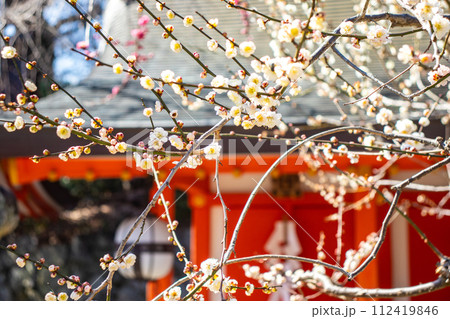 【京都風景】北野界隈 春を待つ梅の花の可憐な姿 【京都風景】北野界隈 春を待つ梅の花の可憐な姿 112419846