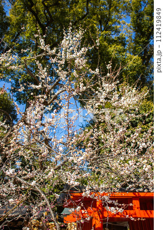 【京都風景】北野界隈 春を待つ梅の花の可憐な姿 【京都風景】北野界隈 春を待つ梅の花の可憐な姿 112419849
