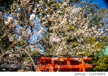 【京都風景】北野界隈　春を待つ梅の花の可憐な姿 112419850
