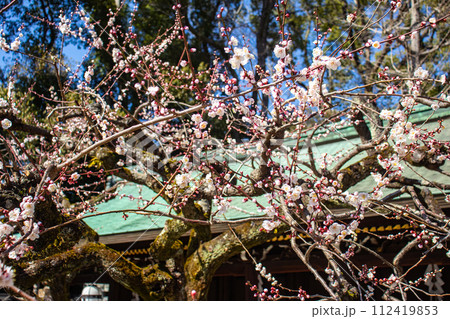 【京都風景】北野界隈　春を待つ梅の花の可憐な姿 112419853