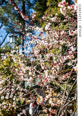 【京都風景】北野界隈　春を待つ梅の花の可憐な姿 112419855