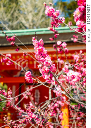【京都風景】北野界隈 春を待つ梅の花の可憐な姿 【京都風景】北野界隈 春を待つ梅の花の可憐な姿 112419857