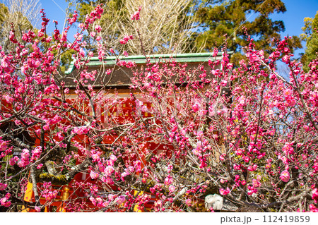 【京都風景】北野界隈　春を待つ梅の花の可憐な姿 112419859