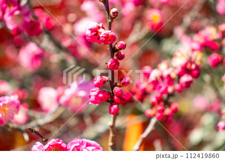 【京都風景】北野界隈　春を待つ梅の花の可憐な姿 112419860