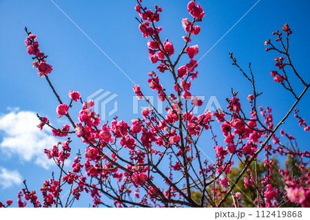 【京都風景】北野界隈　春を待つ梅の花の可憐な姿 112419868