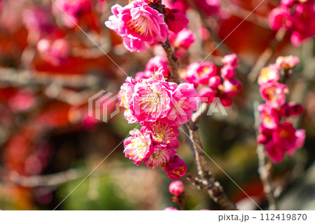 【京都風景】北野界隈　春を待つ梅の花の可憐な姿 112419870
