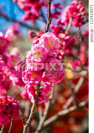 【京都風景】北野界隈　春を待つ梅の花の可憐な姿 112419871