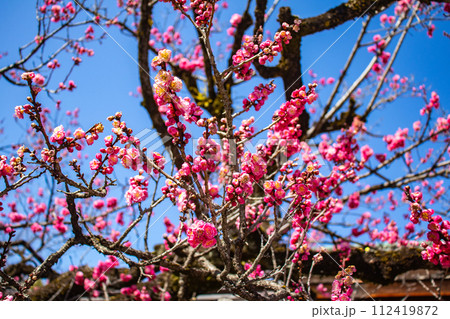 【京都風景】北野界隈　春を待つ梅の花の可憐な姿 112419872