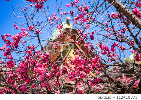 【京都風景】北野界隈 春を待つ梅の花の可憐な姿 【京都風景】北野界隈 春を待つ梅の花の可憐な姿 112419873