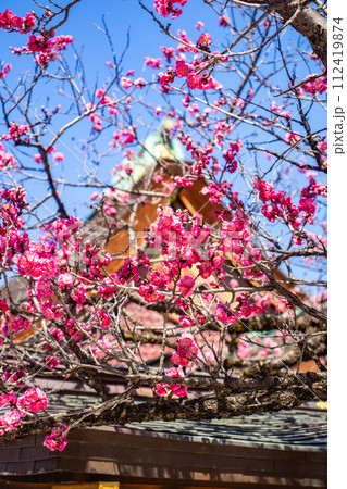 【京都風景】北野界隈　春を待つ梅の花の可憐な姿 112419874